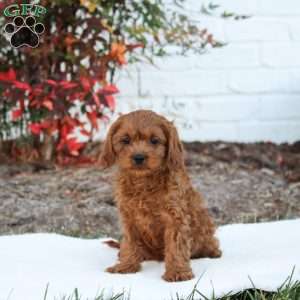 Tracy, Cavapoo Puppy