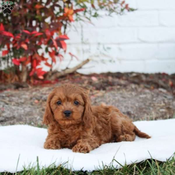 Tracy, Cavapoo Puppy