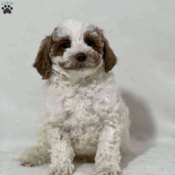 Qiwi, Miniature Poodle Puppy