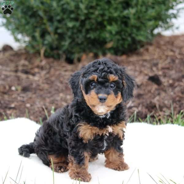 Brooke, Cavapoo Puppy