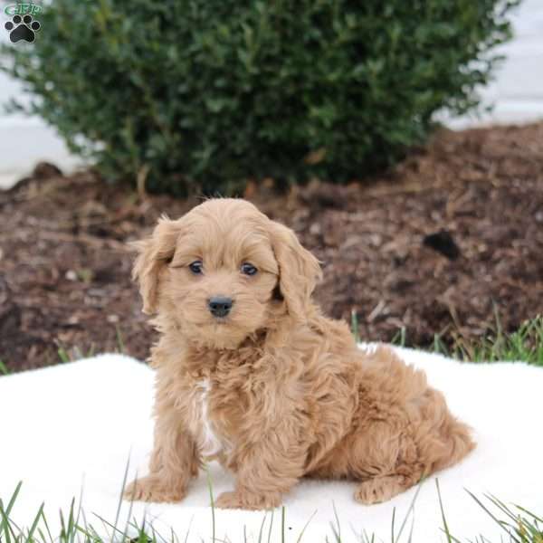 Bella, Cavapoo Puppy