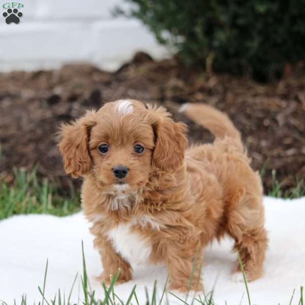 Bingo, Cavapoo Puppy