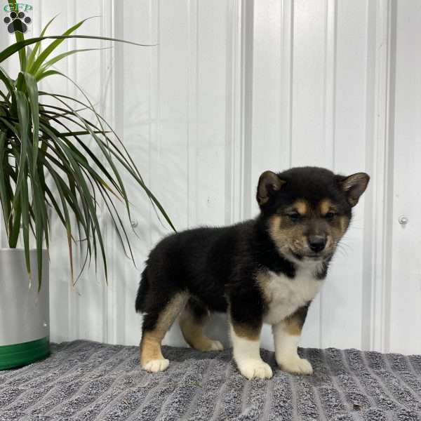 Max, Shiba Inu Puppy