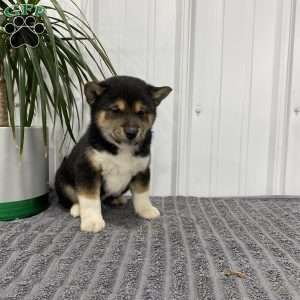 Max, Shiba Inu Puppy