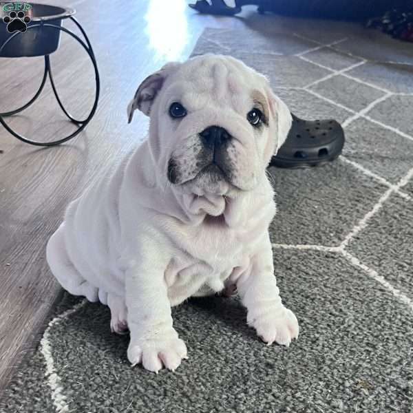 Spot, English Bulldog Puppy