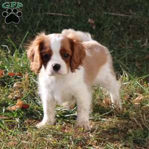 Clayton, Cavalier King Charles Spaniel Puppy