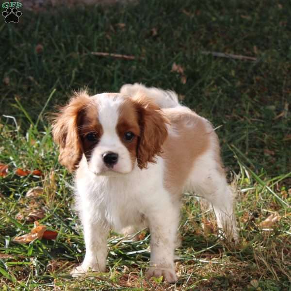 Clayton, Cavalier King Charles Spaniel Puppy