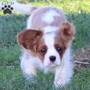 Clayton, Cavalier King Charles Spaniel Puppy