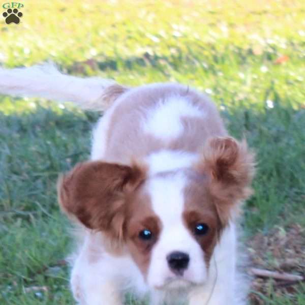 Clayton, Cavalier King Charles Spaniel Puppy