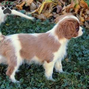 Clayton, Cavalier King Charles Spaniel Puppy