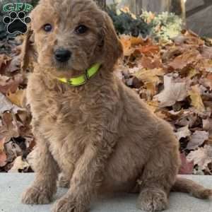 Adele, Goldendoodle Puppy