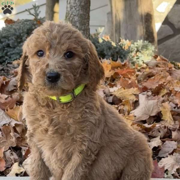 Adele, Goldendoodle Puppy