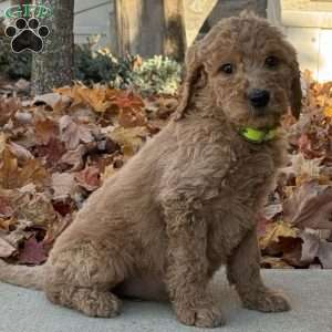 Adele, Goldendoodle Puppy