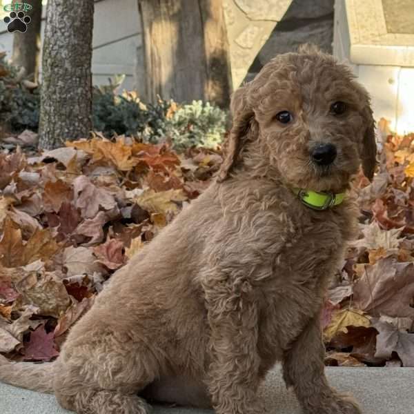 Adele, Goldendoodle Puppy