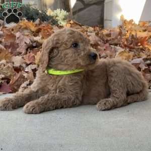 Adele, Goldendoodle Puppy