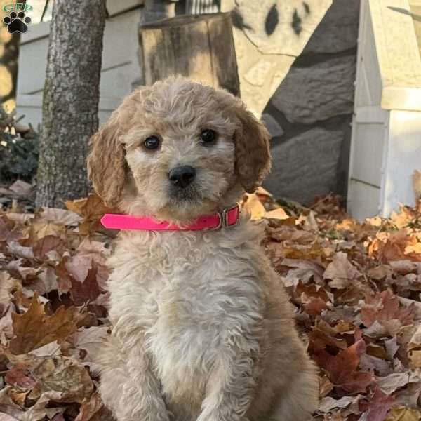 Alice, Goldendoodle Puppy