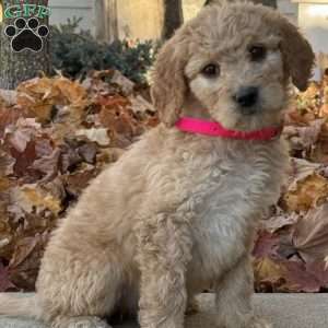 Alice, Goldendoodle Puppy