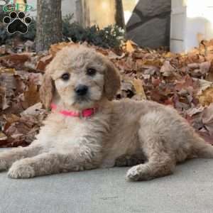 Alice, Goldendoodle Puppy