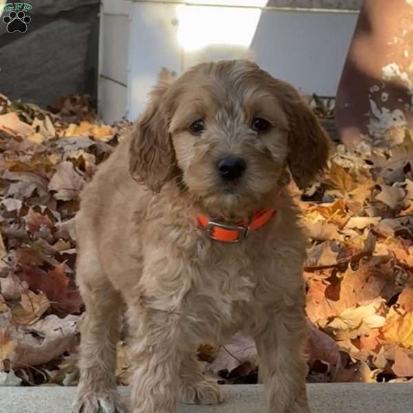 Amelia, Goldendoodle Puppy