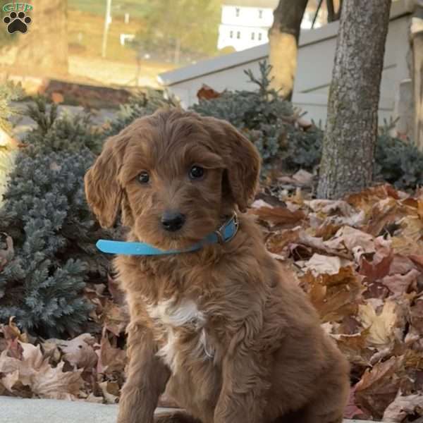 Anna, Goldendoodle Puppy