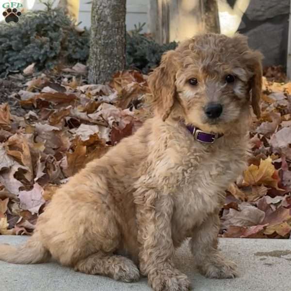 Andy, Goldendoodle Puppy