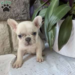 Chase, French Bulldog Puppy