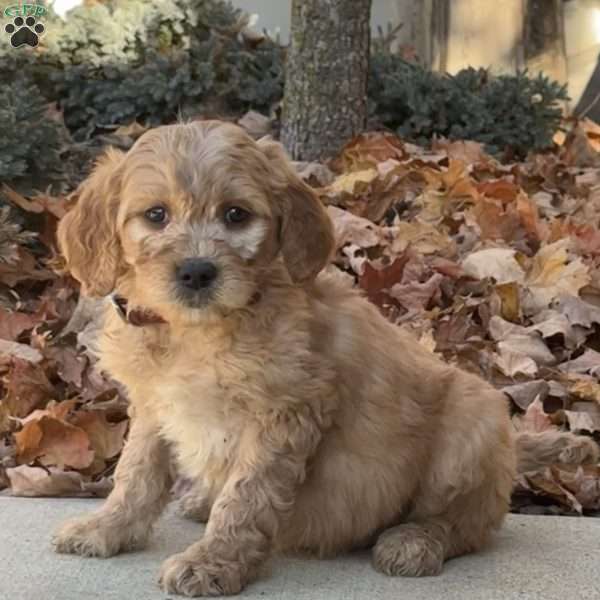 Archie, Goldendoodle Puppy