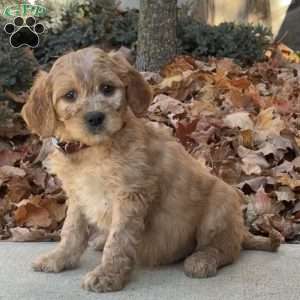 Archie, Goldendoodle Puppy