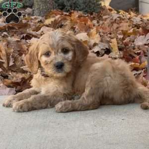 Archie, Goldendoodle Puppy