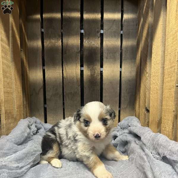 Loki, Miniature Australian Shepherd Puppy