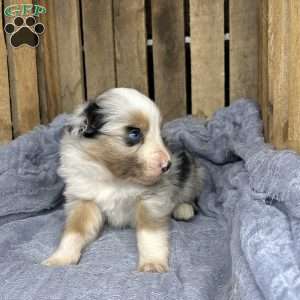 Loki, Miniature Australian Shepherd Puppy