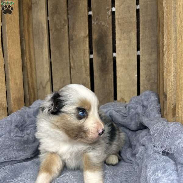 Loki, Miniature Australian Shepherd Puppy