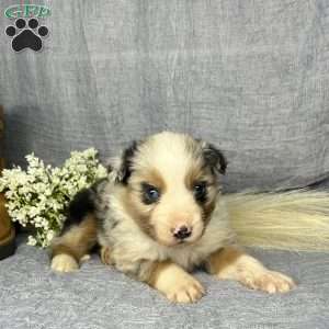 Loki, Miniature Australian Shepherd Puppy