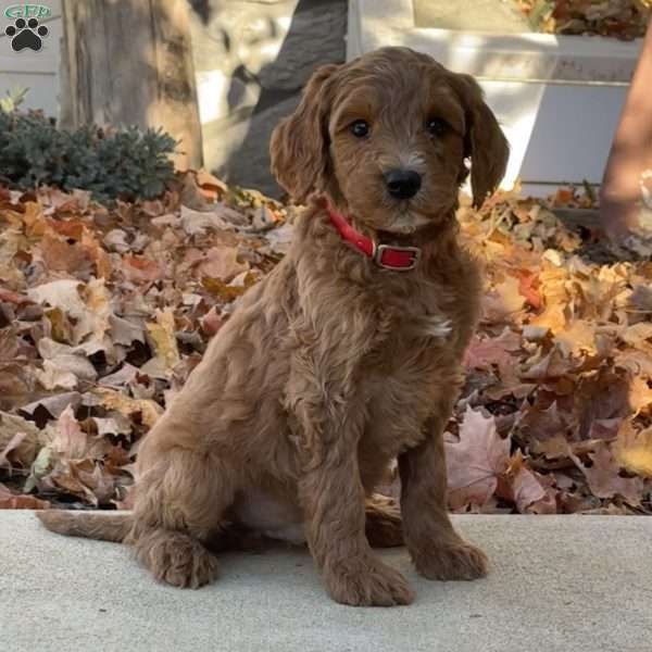 Axel, Goldendoodle Puppy