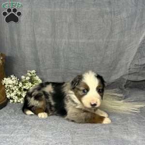 Hazel, Miniature Australian Shepherd Puppy