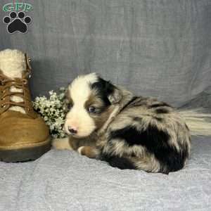 Hazel, Miniature Australian Shepherd Puppy