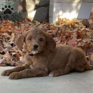 Angel, Goldendoodle Puppy