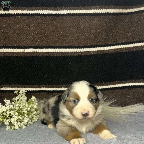 Hazel, Miniature Australian Shepherd Puppy