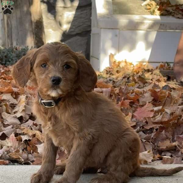 Angel, Goldendoodle Puppy