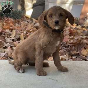 Angel, Goldendoodle Puppy