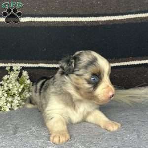 Duke, Miniature Australian Shepherd Puppy