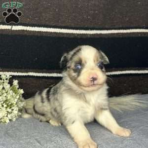 Duke, Miniature Australian Shepherd Puppy