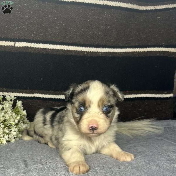 Duke, Miniature Australian Shepherd Puppy