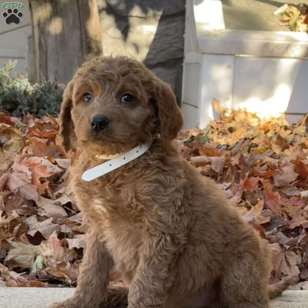 Abby, Goldendoodle Puppy