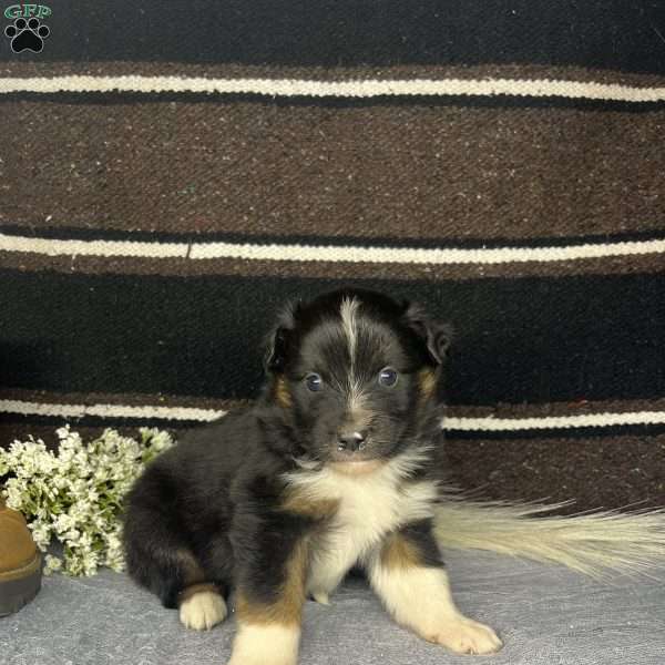 Bear, Miniature Australian Shepherd Puppy