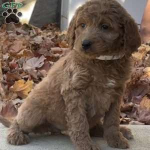 Abby, Goldendoodle Puppy