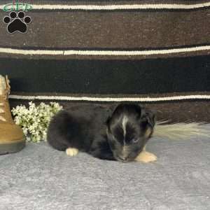 Bear, Miniature Australian Shepherd Puppy