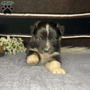 Bear, Miniature Australian Shepherd Puppy