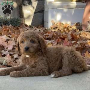 Abby, Goldendoodle Puppy