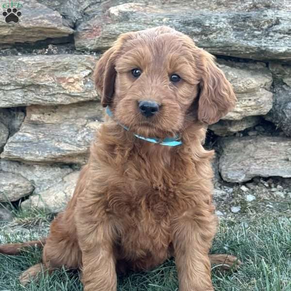 Baby, Goldendoodle Puppy